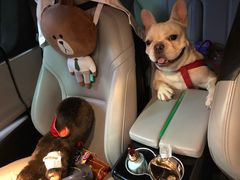 -君悦酒店·1881·北京烤鸭