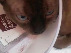 -A猫a狗全科·犬猫异宠·芥西宠物医院(南开总院)