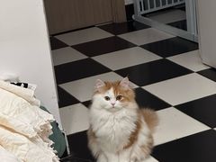 -纳吉亚猫专科动物医院·北北分院