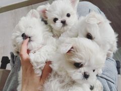 -萌宠之家·腊肠犬·马尔泰·小体犬舍