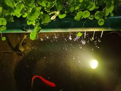 -胡桃里乐队酒馆(鎏嘉码头店)