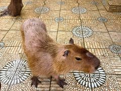 -正佳雨林生态植物园
