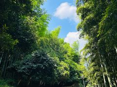 -莫干山风景区
