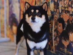 -南京Hallo宠物乐园·哈罗犬舍·柴犬繁育基地