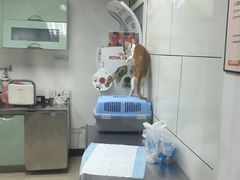 -康乐宝动物医院