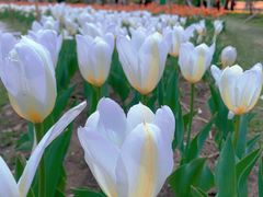 -长春公园(普阳街道)