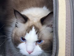 -安安宠医宠物医院·异宠·犬猫内科(岳阳分院)
