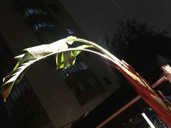 -the rug 飞毯 (朝阳公园店)