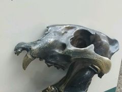 -林肯公园动物园