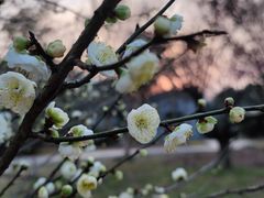 景点-无锡梅园公园