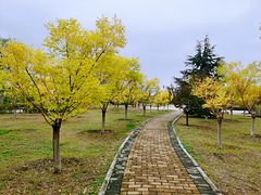 -渭河城市绿地运动公园