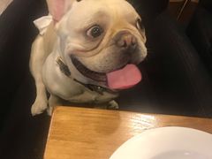 -百好乐宠物友好餐厅(朝外大街店)