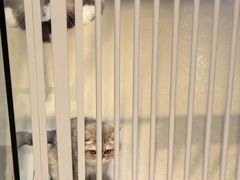 -藏猫猫咖啡主题馆(中央大道店)