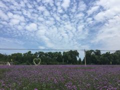 -北京东方普罗旺斯薰衣草庄园