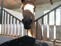 -月河湾马术俱乐部(朝阳店)