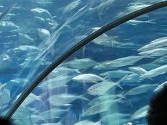 -上海海洋水族馆