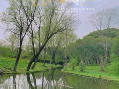 -上海共青森林公园