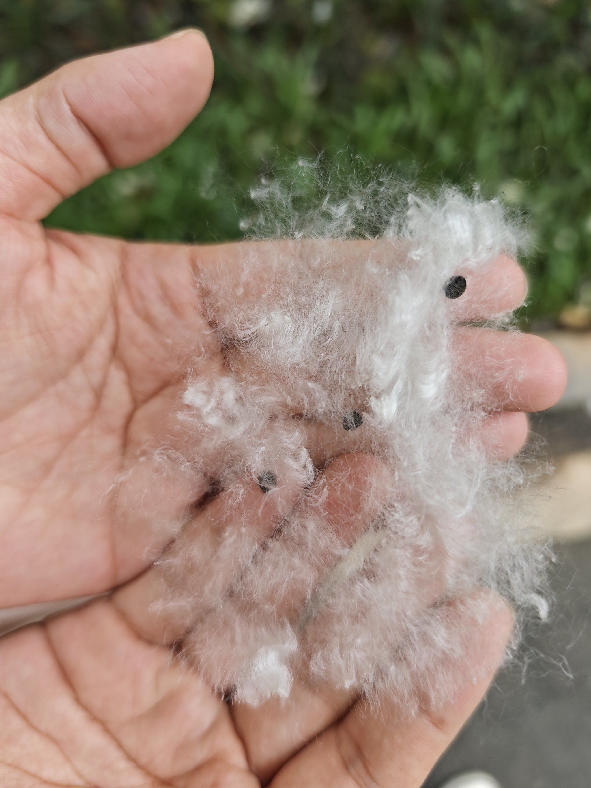 海珠湖的木棉花谢了
没有大妈来捡花煲汤🍲了
不过种子倒是洋洋