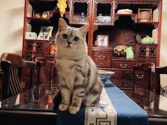 -纳吉亚猫专科动物诊疗中心(蒋宅口分院)