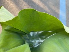 -泗洪洪泽湖湿地景区