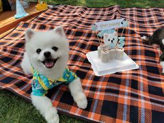 -栖露营camping·天幕烧烤·团建拓展·采摘营地
