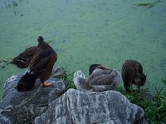 -莲湖公园