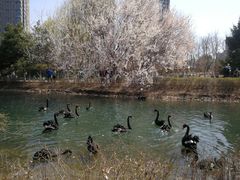 -长白岛森林公园