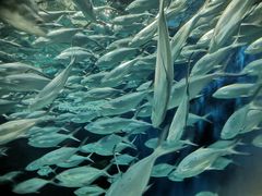 -上海海洋水族馆