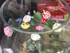 -曲阳花鸟市场(曲阳路店)