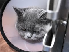 -佑安动物医院·全科·内窥镜中心(幸福巷店)