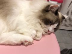 -三花喵·撸猫购宠·宠物生活馆(虹桥南丰城店)