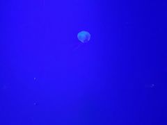 -暹罗海洋世界