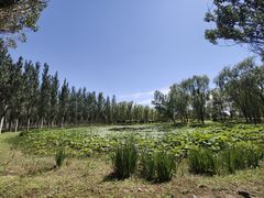 -东郊湿地公园