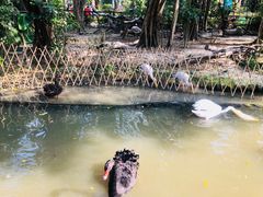 -广州长隆飞鸟乐园