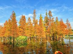 -白鹭湾湿地公园