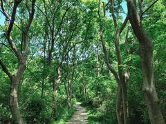 -青龙山国家森林公园