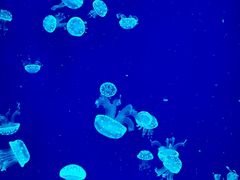 -沈阳海洋探索中心