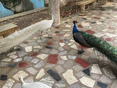 -合肥野生动物园