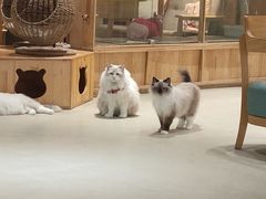 -藏猫猫咖啡主题馆(中央大道店)