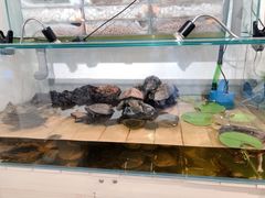 -甜心闲生传统手工冰粉(奎星楼店)
