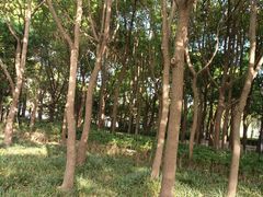 -黄兴公园