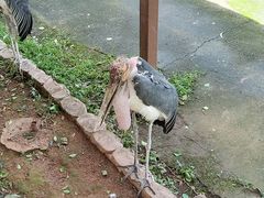-深圳野生动物园