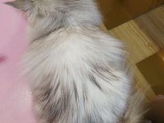 -Sweet cat·星愿猫咖(国贸大厦店)