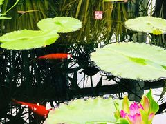 -国家植物园南园