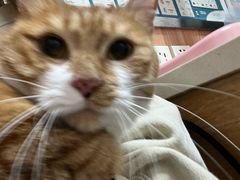 -宠福鑫动物医院(城北分院)