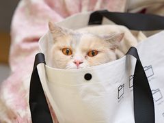 -美联众合动物医院·24h转诊中心