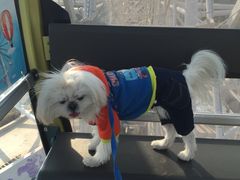 -琴岛之星摩天轮