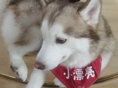 -Husky Go! 哈士奇体验馆·宠物咖啡厅狗咖