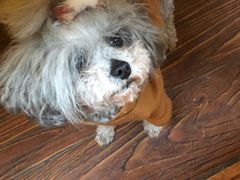 -志龙皇冠吃货椰子铺