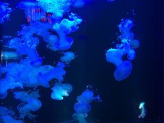 -梦幻海洋王国(吾悦广场张家港店)